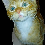 Nugget joined the competition — help win amazing prizes! animal, cat, close_up, curious, cute, domestic_cat, ears, feline, friendly, ginger, green_eyes, indoor, isolated, looking_up, pet, portrait, tabby, whiskers, white_chest, young_cat