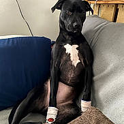 Bella is registered to the contest to win money with this photo: dog, black_dog, white_chest, sitting, couch, blanket, cushion, indoor, living_room, bandaged_paws, pet, portrait, upright_posture, short_hair, floppy_ears, brown_blanket, blue_cushion, wooden_desk, cable, funny_expression