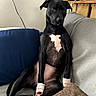 dog, black_dog, white_chest, sitting, couch, blanket, cushion, indoor, living_room, bandaged_paws, pet, portrait, upright_posture, short_hair, floppy_ears, brown_blanket, blue_cushion, wooden_desk, cable, funny_expression