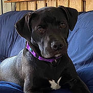 Bella joined the competition — help win amazing prizes! dog, black_dog, collar, purple_collar, couch, blue_couch, indoor, pet, animal, canine, resting, fur, ears, eyes, nose, snout, portrait, looking, relaxed, furniture