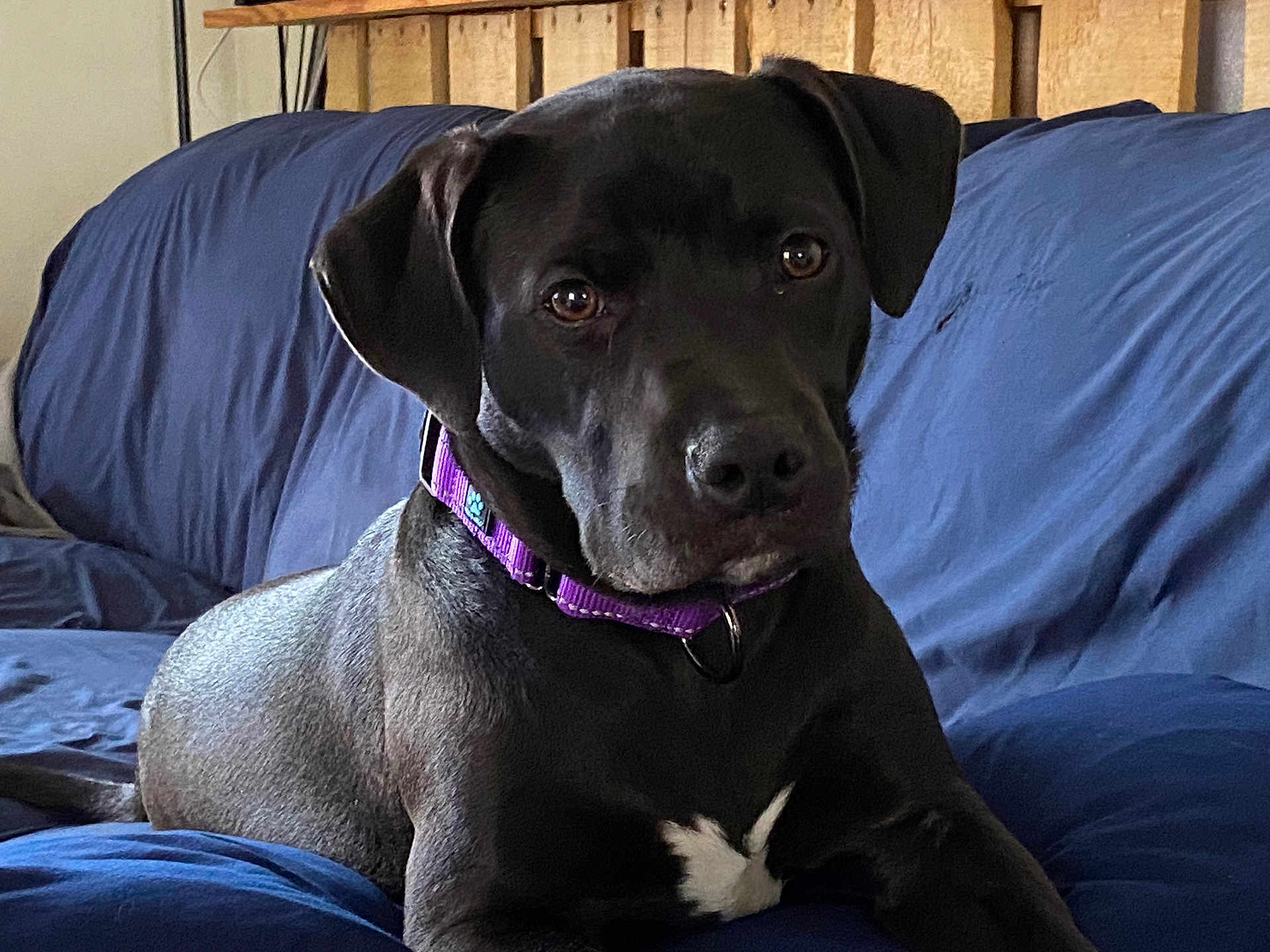 Bella