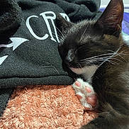 Jelly Bean is registered to the contest to win money with this photo: abyssinian, animal, blanket, cat, clothing, homedecor, hoodie, kitten, knitwear, laundry, linen, manx, person, pet, quilt, siamese, sleeping, sweater, sweatshirt, towel