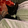 Jelly Bean is registered to the contest to win money with this photo: abyssinian, animal, bed, blackcat, blanket, cat, couch, furniture, homedecor, kitten, linen, manx, person, pet, quilt, siamese, sleeping, towel, velvet