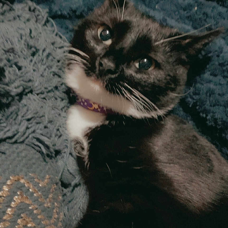 Jelly Bean joined the competition — help win amazing prizes! animal, blackcat, blanket, bodypart, cat, couch, cushion, face, furniture, head, homedecor, indoors, kitten, manx, mouth, person, pet, photography, portrait, quilt