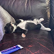 Mochi is registered to the contest to win money with this photo: advertisement, animal, canine, cat, couch, document, dog, furniture, kitten, manx, person, pet, puppy, racket, sleeping, sport, tennis, tennisracket, text, toothpaste