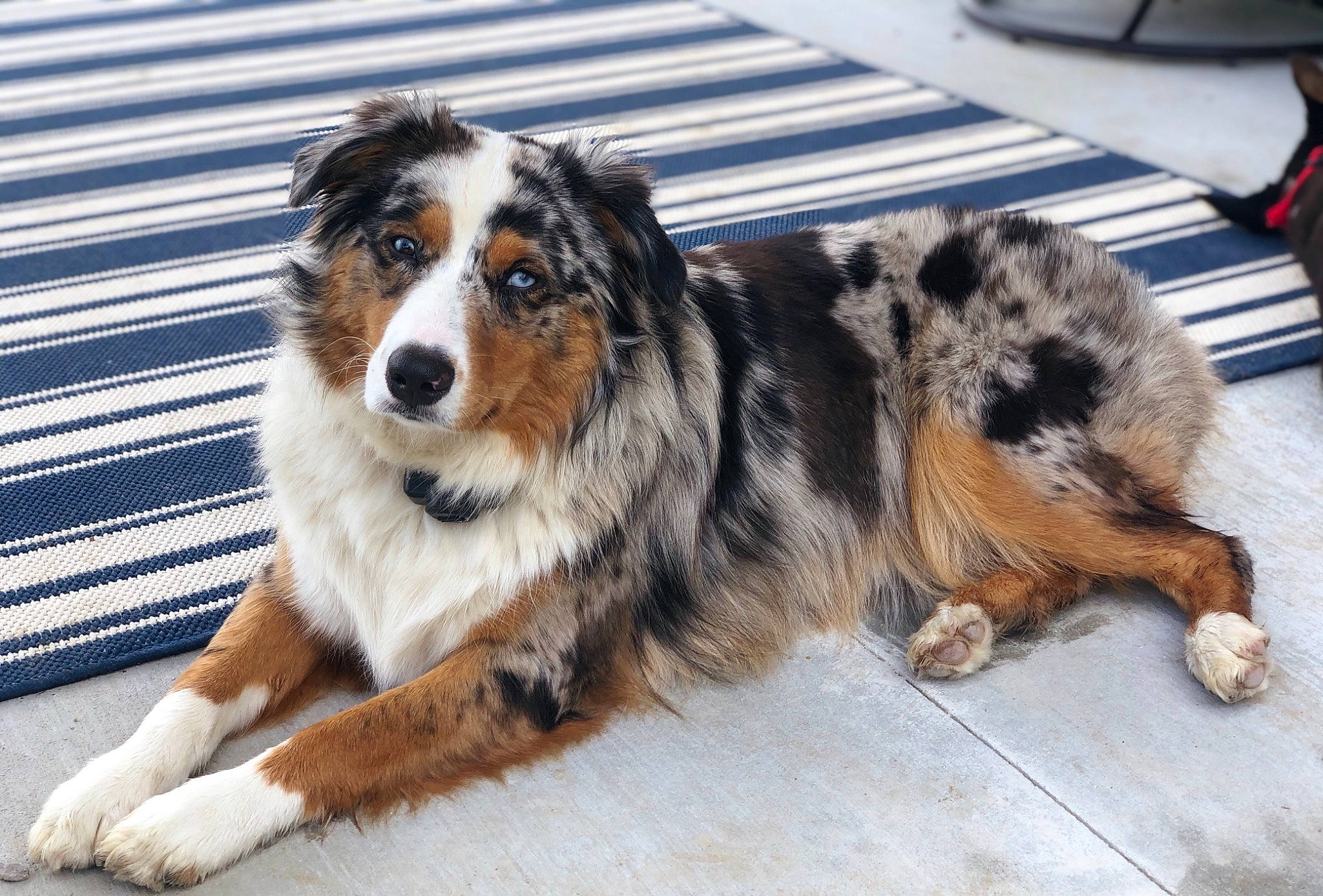 Aggie is registered to the contest to win money with this photo: australian_collie, australian_shepherd, canidae, carnivore, companion_dog, dog, dog_breed, fur, herding_dog, iris, miniature_australian_shepherd, snout, sporting_group, terrestrial_animal, vertebrate, whiskers, working_animal, working_dog