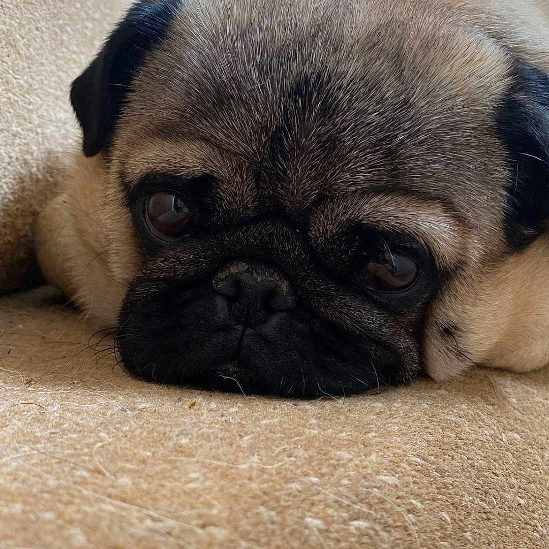 Pugsley joined the competition — help win amazing prizes! animal, canine, dog, pet, pug, puppy, snout