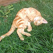 Guts participe au concours pour gagner de l'argent avec cette photo : cat, tabby_cat, orange_cat, pet, animal, feline, grass, lawn, outdoor, garden, wooden_fence, lying_down, sprawled, playful, relaxed, striped_fur, greenery, tail, paws, photography
