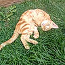 cat, tabby_cat, orange_cat, pet, animal, feline, grass, lawn, outdoor, garden, wooden_fence, lying_down, sprawled, playful, relaxed, striped_fur, greenery, tail, paws, photography