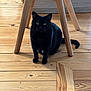 black_cat, cat, wooden_floor, chair, indoor, pet, animal, feline, green_eyes, sitting, flooring, wood_texture, domestic_cat, quiet, home_interior, wooden_chair, resting, curious, shadow, natural_light