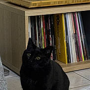Amy a rejoint le concours — aidez-le/la à gagner de superbes lots ! black_cat, cat, indoor, bookshelf, vinyl_records, floor, tile_floor, pet, animal, feline, curious, sitting, closeup, domestic_cat, furniture, home, quiet, cozy, eyes, ears