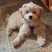 Archie is registered to the contest to win money with this photo: puppy, dog, curly_fur, purple_harness, floor, tile, indoor, pet, cute, fluffy, animal, laying_down, small_dog, brown, fur, looking_at_camera, adorable, companion, domestic, young