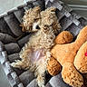 Archie joined the competition — help win amazing prizes! puppy, dog, bed, plush_toy, teddy_bear, curly_fur, cute, pet, indoor, relaxed, cozy, soft, animal, sleepy, toy, fur, canine, resting, adorable, companion
