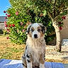 puppy, dog, australian_shepherd, merle_coat, blue_eyes, sitting, outdoors, garden, flowers, olive_tree, grass, towel, portrait, pet, canine, fluffy, young_dog, sunlight, backyard, nature