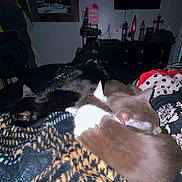 Chicken is registered to the contest to win money with this photo: cat, cats, sleeping, blanket, bed, bedroom, cozy, pet, fur, resting, curled_up, three_cats, indoor, night, decor, television, poster, fan, patterned_bedding, dark_lighting