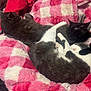 Chicken is registered to the contest to win money with this photo: cat, black_cat, grey_cat, white_fur, pile_of_cats, blanket, pink_blanket, plaid_blanket, zebra_pillow, bed, pajamas, person, arm, sleeping, cuddling, cozy, indoor, fur, paw, pet