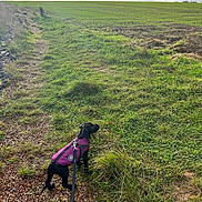 Shadow joined the competition — help win amazing prizes! black_dog, cloudy, curious, daytime, dog, field, grass, greenery, ground, jacket, leash, nature, outdoor, path, pet, purple_jacket, rural, sky, small_dog, walking