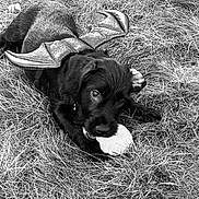 Shadow joined the competition — help win amazing prizes! puppy, dog, black_dog, grass, leaf, costume, bat_wings, animal, pet, outdoor, nature, cute, playful, young_dog, lying_down, chewing, fur, ears, tail, close_up