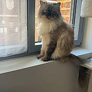 Irys participe au concours pour gagner de l'argent avec cette photo : cat, fluffy_cat, longhaired, blue_eyes, sitting, windowsill, indoor, window, brick_building, urban, portrait, pet, fur, tail, cream_fur, brown_fur, face, whiskers, natural_light, home