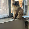 cat, fluffy_cat, longhaired, blue_eyes, sitting, windowsill, indoor, window, brick_building, urban, portrait, pet, fur, tail, cream_fur, brown_fur, face, whiskers, natural_light, home