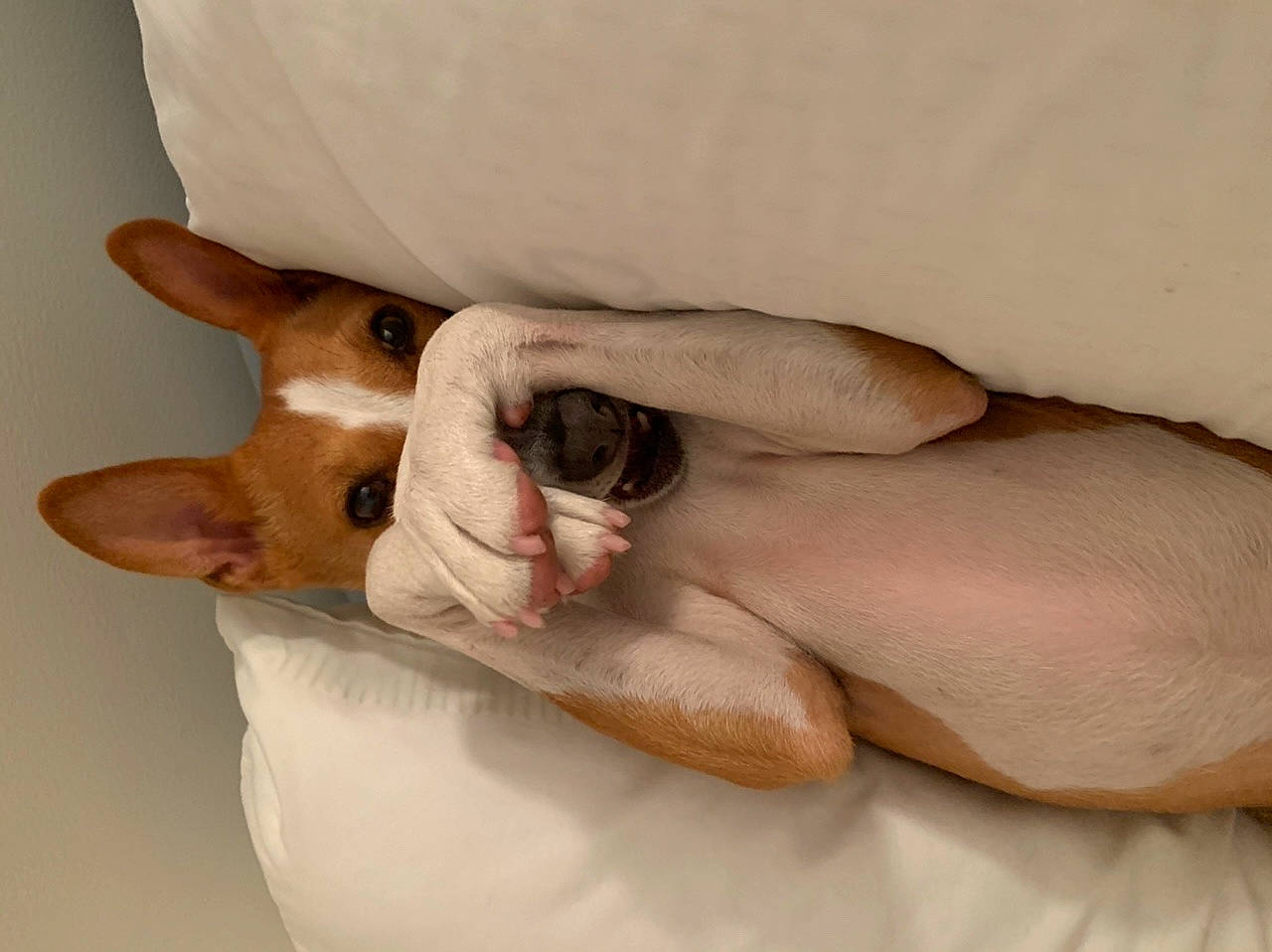 Trixie is registered to the contest to win money with this photo: canidae, carnivore, companion_dog, dog, dog_breed, fawn, mammal, puppy, snout, toy_fox_terrier