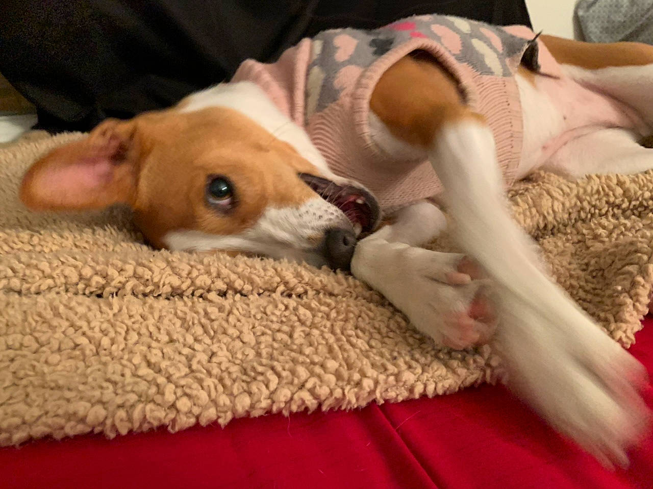 Trixie joined the competition — help win amazing prizes! canidae, carnivore, companion_dog, dog, dog_breed, ear, fawn, fox_terrier, fur, lurcher, nap, paw, puppy, puppy_love, russell_terrier, snout, whippet