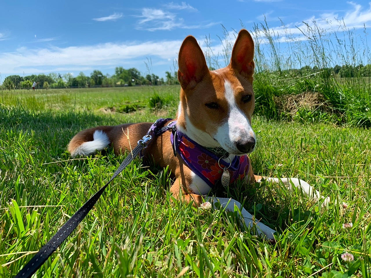 Trixie is registered to the contest to win money with this photo: basenji, canidae, carnivore, carolina_dog, companion_dog, dog, dog_breed, grass, grassland, hound, hunting_dog, ibizan_hound, mammal, meadow, podenco_canario, vertebrate