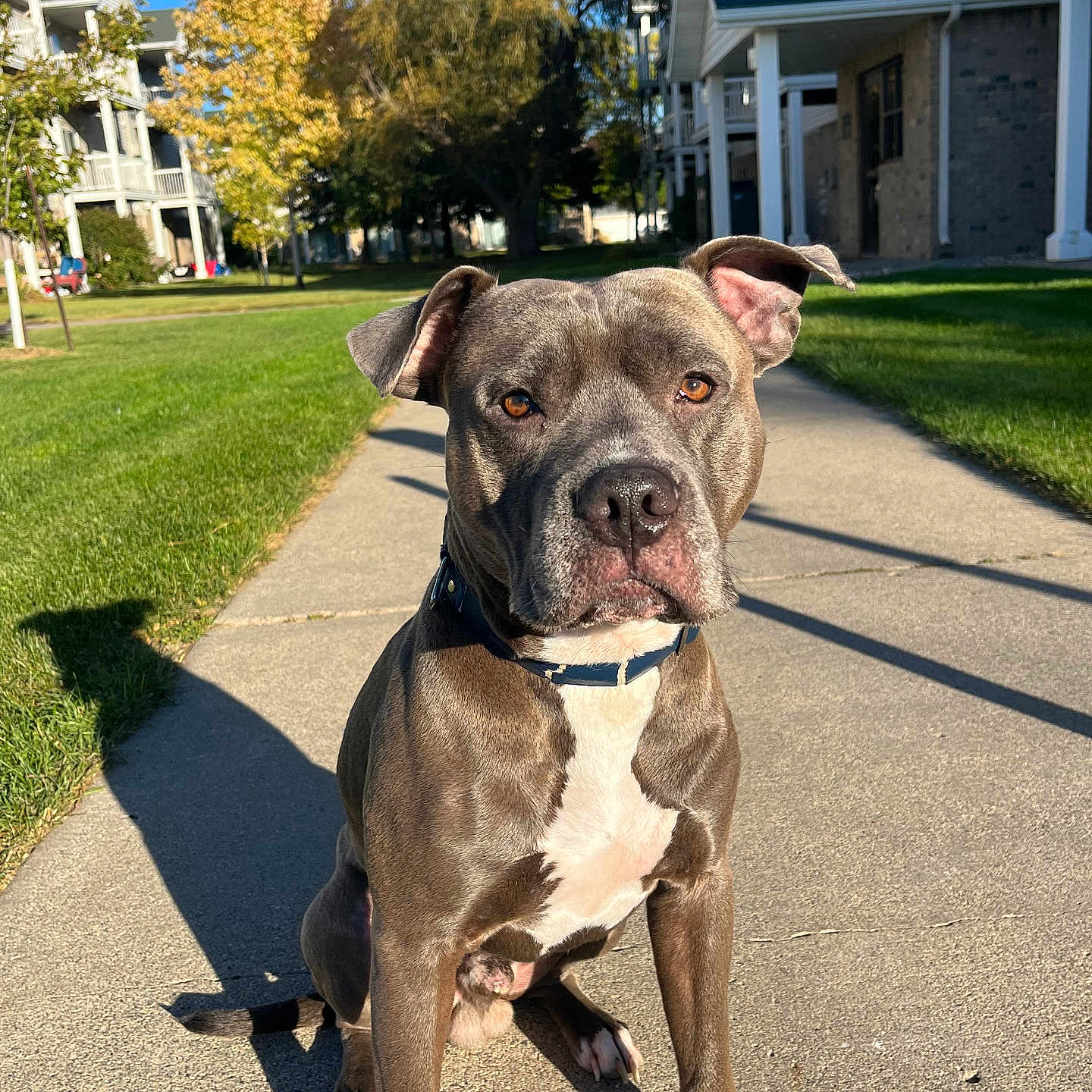 Apollo joined the competition — help win amazing prizes! animal, architecture, building, canine, city, dog, grass, housing, lawn, neighborhood, outdoors, path, pet, plant, road, shelter, sidewalk, street, tree, urban