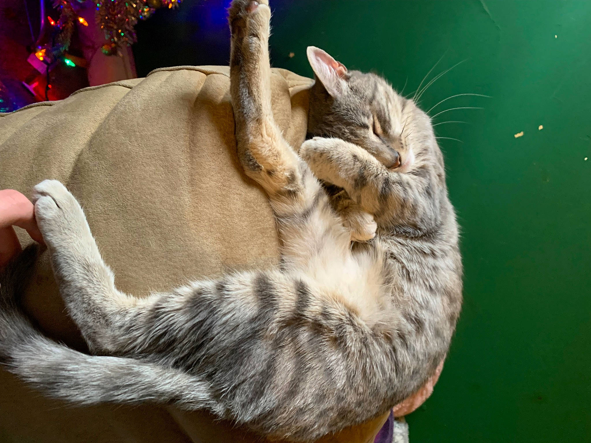 Ruby joined the competition — help win amazing prizes! carnivore, cat, cat_bed, cat_supply, claw, domestic_short_haired_cat, event, fawn, felidae, fur, mammal, organism, paw, pet_supply, rodent, small_to_medium_sized_cats, snout, tail, whiskers, wildlife