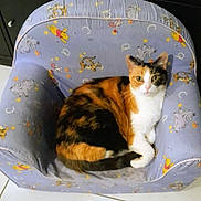 Lady participe au concours pour gagner de l'argent avec cette photo : animal, calico_cat, cat, chair, colorful, cozy, curled_up, cute, domestic, feline, floor, fur, indoor, pattern, pet, purple, resting, tile, whiskers, winnie_the_pooh