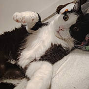 Lord participe au concours pour gagner de l'argent avec cette photo : cat, black_and_white, paw, curious, lying_down, indoor, pet, fur, whiskers, close_up, relaxed, soft, cozy, animal, cute, playful, portrait, feline, sleepy, domestic