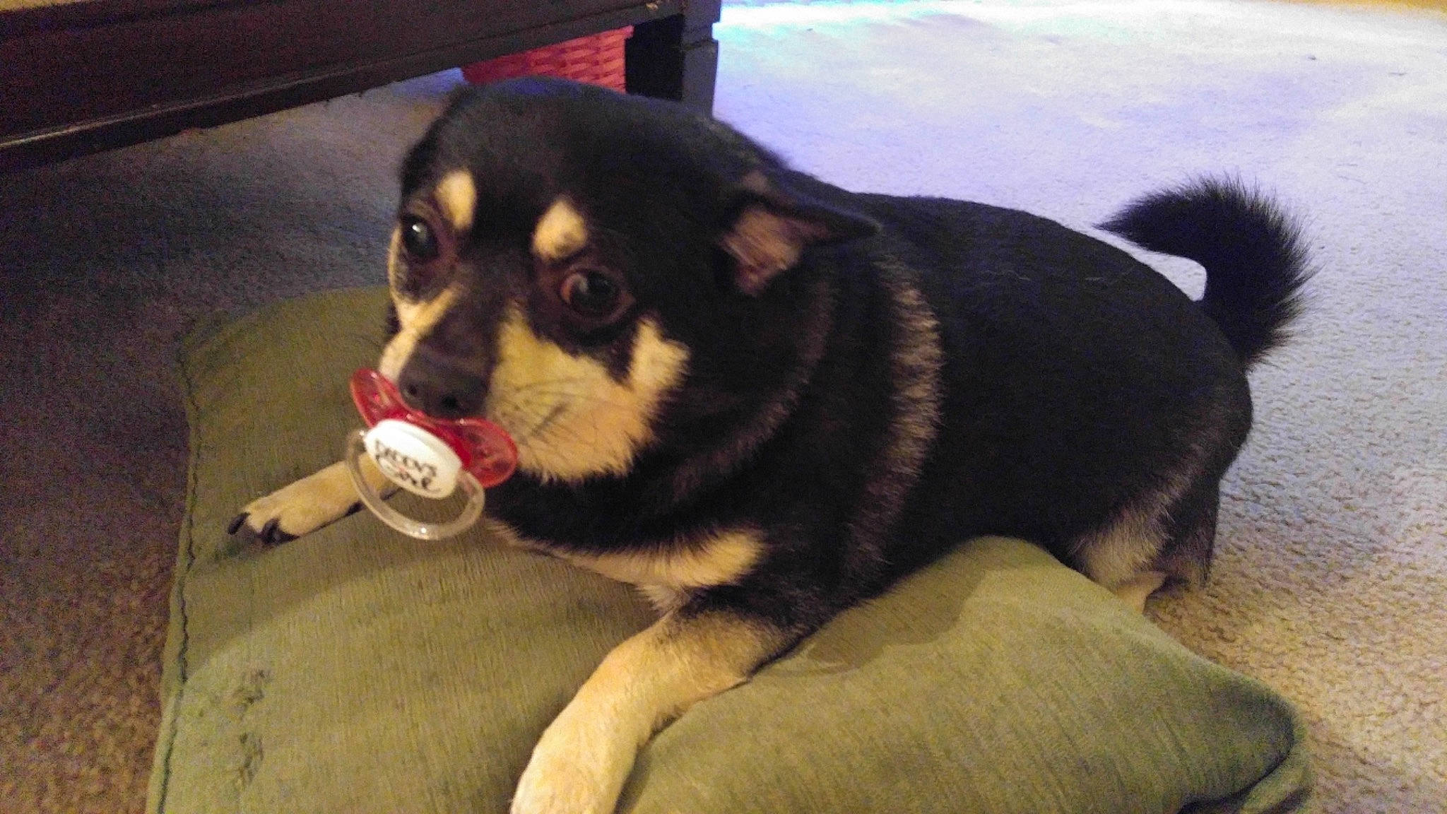 Boots joined the competition — help win amazing prizes! canidae, carnivore, collar, companion_dog, dog, dog_breed, dog_supply, fawn, flooring, fur, herding_dog, leash, paw, pet_supply, snout, sporting_group, tail, terrestrial_animal, whiskers, working_animal