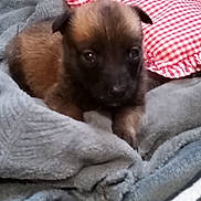 Lexie a rejoint le concours — aidez-le/la à gagner de superbes lots ! puppy, dog, blanket, soft, cute, pet, young, fur, brown, black, indoors, resting, cozy, small, animal, face, ears, pillow, fabric, comfort