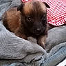 puppy, dog, blanket, soft, cute, pet, young, fur, brown, black, indoors, resting, cozy, small, animal, face, ears, pillow, fabric, comfort