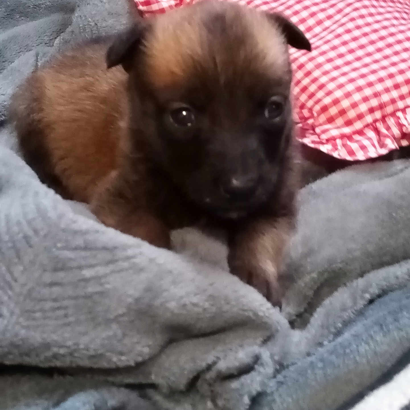 Lexie