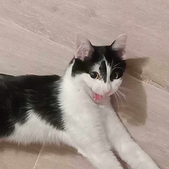 Lily