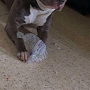 Tao participe au concours pour gagner de l'argent avec cette photo : brown_dog, canine, collar, curious, dog, domestic_animal, ears, floor, indoor, looking_away, lying_down, paw, pet, plastic_bottle, playful, resting, snout, terrier, toy, white_chest