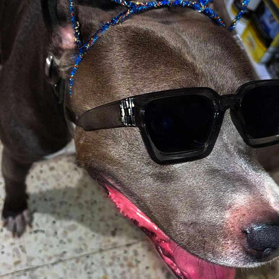 Tao a rejoint le concours — aidez-le/la à gagner de superbes lots ! accessory, animal, brown_fur, canine, cat_ears, closeup, cute, dog, domestic_animal, floor, funny, happy, headband, indoor, looking_away, pet, portrait, sunglasses, tongue_out, wearing