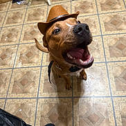Rouxdy is registered to the contest to win money with this photo: dog, hat, brown_dog, indoor, floor_tiles, pet, canine, mouth_open, excited, looking_up, collar, animal, domestic_animal, tile_floor, footwear, chair, home_interior, playful, happy, pet_accessory