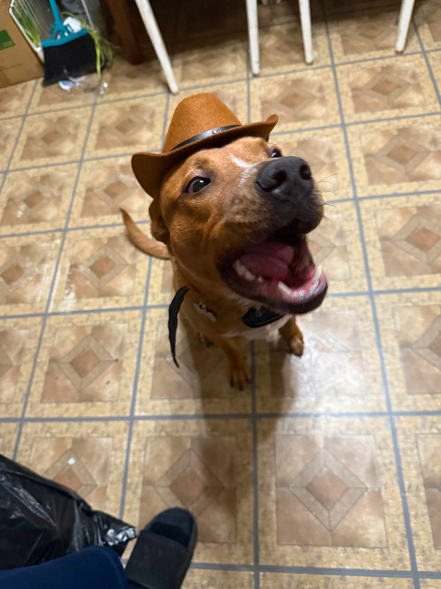 Rouxdy is registered to the contest to win money with this photo: dog, hat, brown_dog, indoor, floor_tiles, pet, canine, mouth_open, excited, looking_up, collar, animal, domestic_animal, tile_floor, footwear, chair, home_interior, playful, happy, pet_accessory