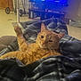 cat, ginger_cat, blanket, plaid_blanket, paw, whiskers, living_room, television, tv_screen, furniture, shelf, cozy, indoor, relaxed, portrait, pet, carpet, entertainment, couch, home