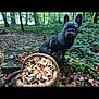 animal, basket, canine, daylight, dog, flora, forest, french_bulldog, greenery, ground, harness, leaves, moss, mushrooms, nature, outdoor, pet, sitting, trees, woodland