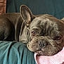 Naoma participe au concours pour gagner de l'argent avec cette photo : animal, blanket, brown_eyes, canine, close_up, companion, couch, cozy, cute, dog, face, french_bulldog, indoor, pet, pink, relaxed, resting, sleepy, teal, wrinkles