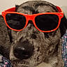 accessory, bedding, bedroom, blanket, brindle, closeup, cool, dog, fabric, fur, glasses, indoor, muzzle, nose, pet, portrait, relaxed, resting, sunglasses, wall