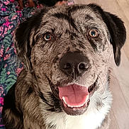 Vera Saussaye participe au concours pour gagner de l'argent avec cette photo : dog, pets, smiling_dog, happy, canine, animal, fur, indoor, floor, blanket, brown, black, white, ears, tongue, eyes, nose, cute, two_dogs, looking_up