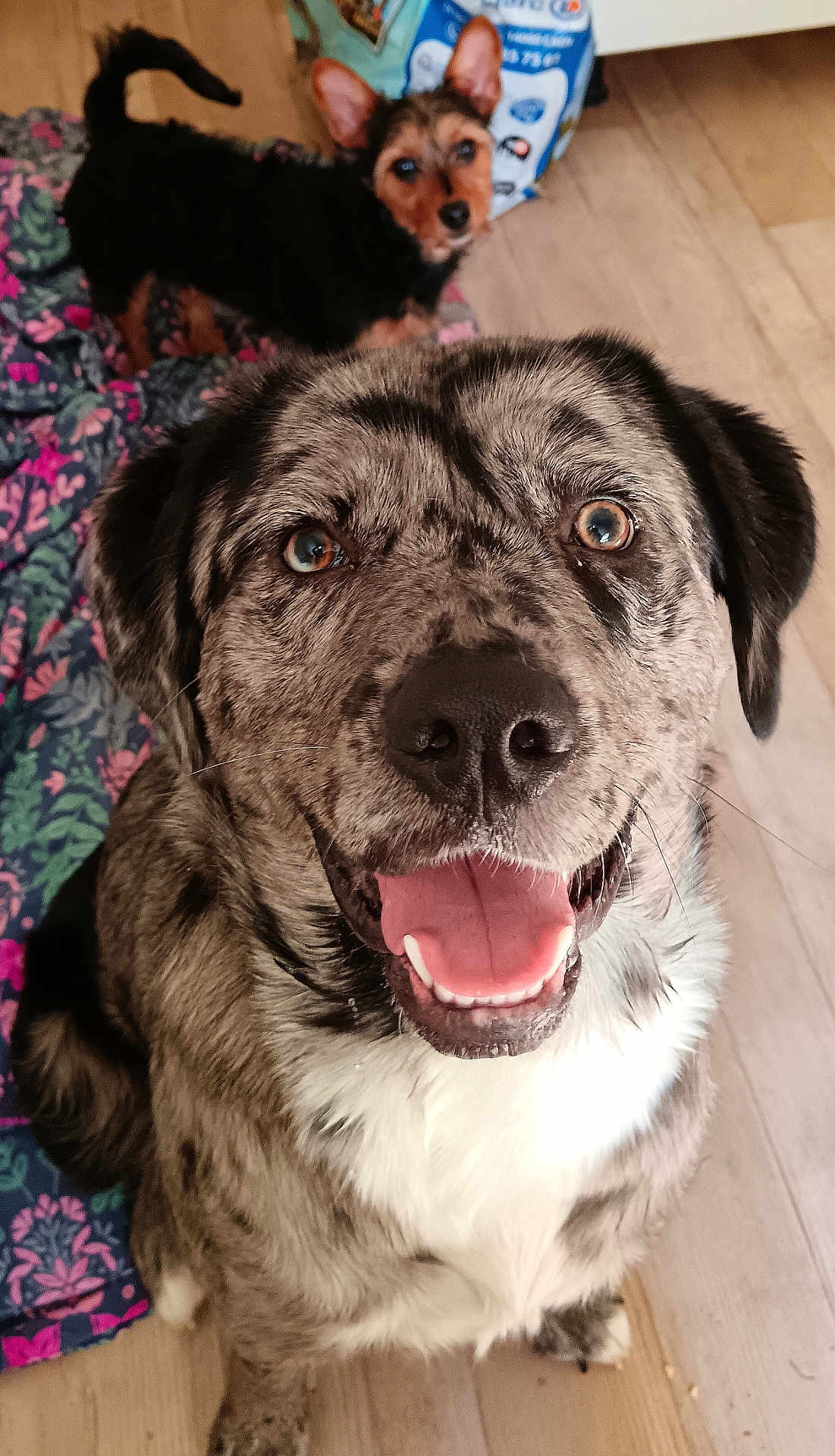 Vera Saussaye participe au concours pour gagner de l'argent avec cette photo : dog, pets, smiling_dog, happy, canine, animal, fur, indoor, floor, blanket, brown, black, white, ears, tongue, eyes, nose, cute, two_dogs, looking_up
