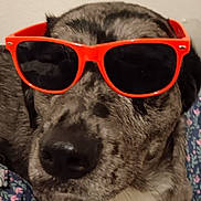 Vera participe au concours pour gagner de l'argent avec cette photo : dog, sunglasses, pet, muzzle, nose, fur, brindle, blanket, bedding, indoor, portrait, closeup, accessory, cool, relaxed, wall, bedroom, glasses, fabric, resting