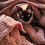 animal, blanket, cat, comfort, cozy, cute, ears, face, feline, fur, indoor, nest, pet, resting, siamese_cat, sleepy, soft, texture, warm, whiskers