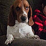 Bentley is registered to the contest to win money with this photo: dog, basset_hound, couch, indoor, pet, animal, ears, white_fur, brown_fur, expression, face, paws, sitting, person_partial, clothing, red, black, fur, home, relaxed