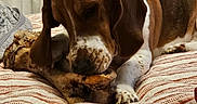Bentley joined the competition — help win amazing prizes! basset_hound, dog, bone, bed, blanket, quilt, striped, indoor, pet, animal, canine, ears, fur, paw, snout, resting, curtains, brown, white, relaxed